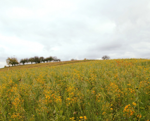 120845078_3265017763593461_1948040225304357713_n